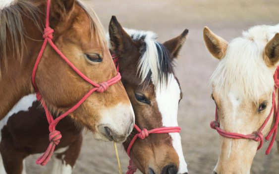 three horses
