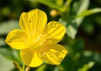 Wiesiołek dwuletni – właściwości zdrowotne i zastosowanie w kosmetyce Wiesiołek dwuletni – właściwości zdrowotne i zastosowanie w kosmetyce