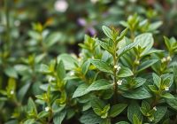 Szałwia – właściwości zdrowotne, składniki i zastosowanie w medycynie Szałwia – właściwości zdrowotne, składniki i zastosowanie w medycynie