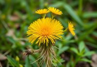 Mniszek lekarski – zdrowotne właściwości i zastosowania tej rośliny